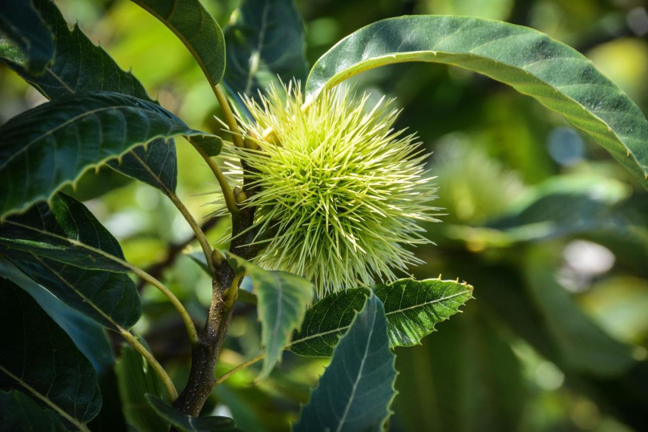 Quinta Dos Frutos Βίλα Santa Cruz da Graciosa Εξωτερικό φωτογραφία