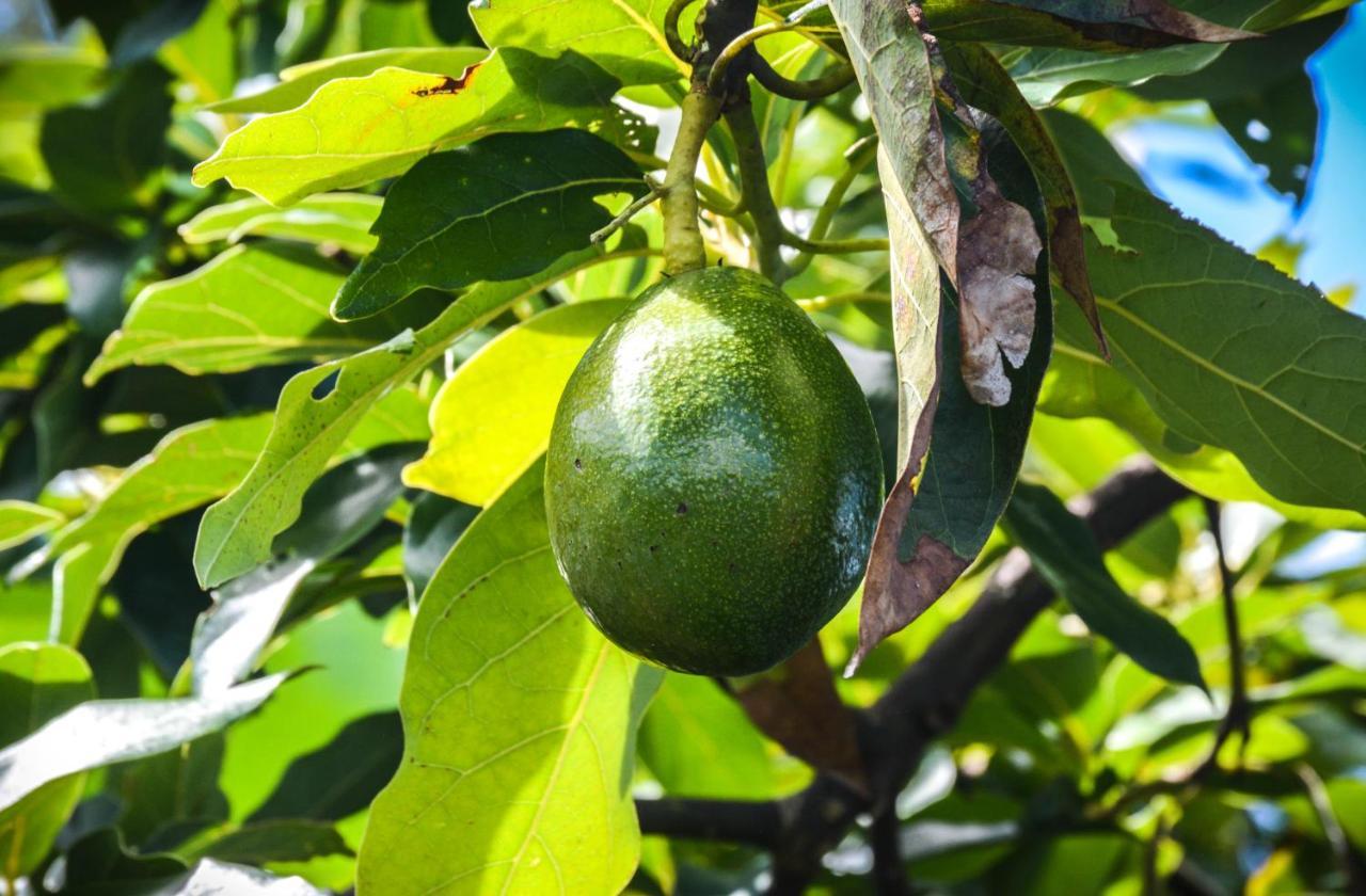 Quinta Dos Frutos Βίλα Santa Cruz da Graciosa Εξωτερικό φωτογραφία