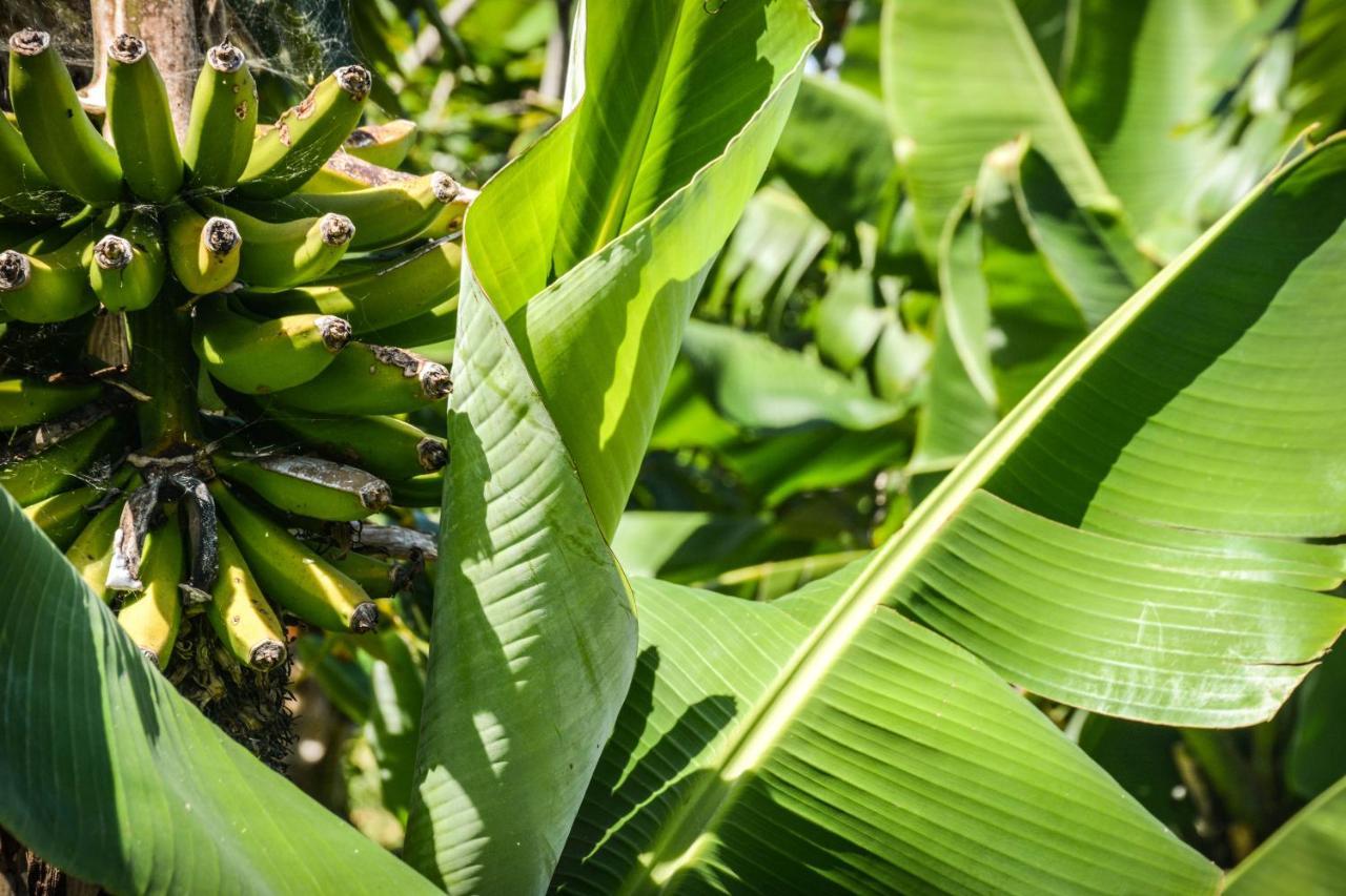 Quinta Dos Frutos Βίλα Santa Cruz da Graciosa Εξωτερικό φωτογραφία